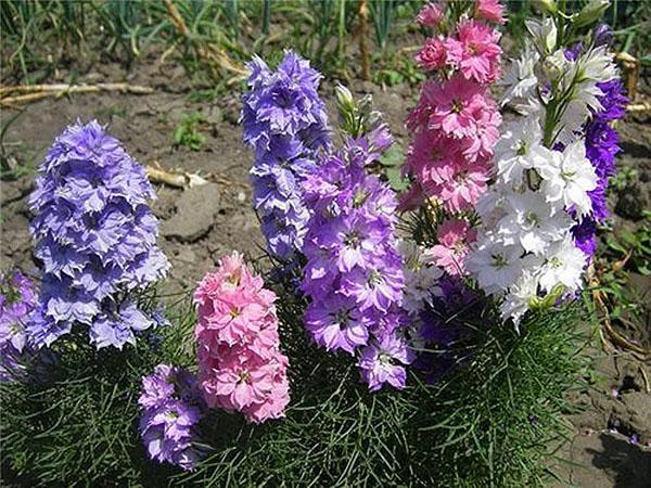 delphinium puutarhassa