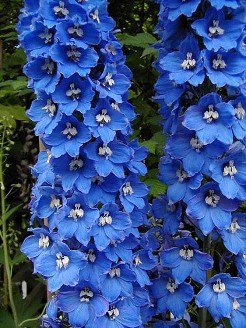 sininen delphinium
