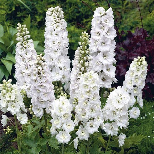 lumivalkoinen delphinium