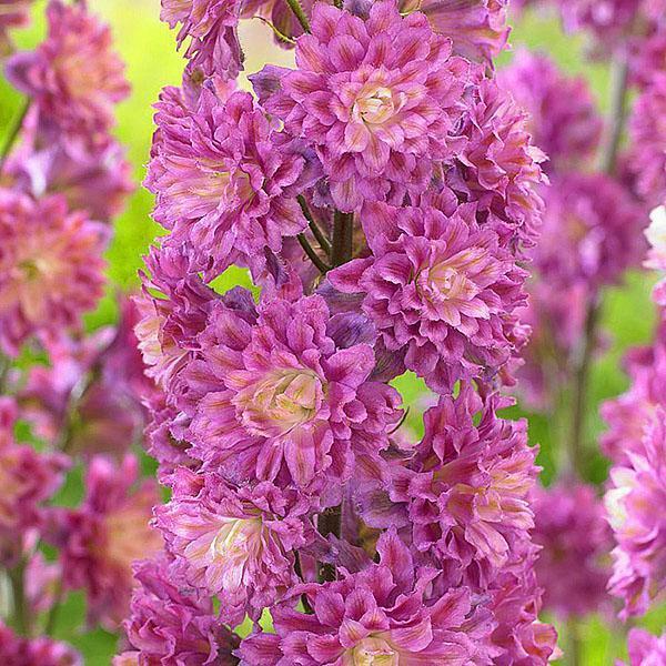 lila delphinium