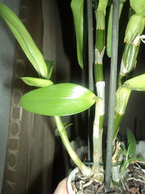 dendrobium haalistui