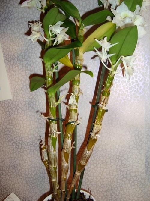 dendrobium haalistuu