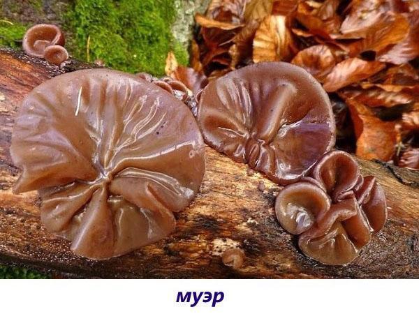 sieni muer