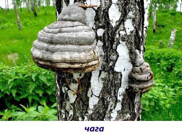 chaga-sieni