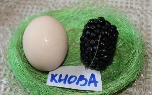 karhunvatukka kiova