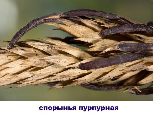 torajuurpurea