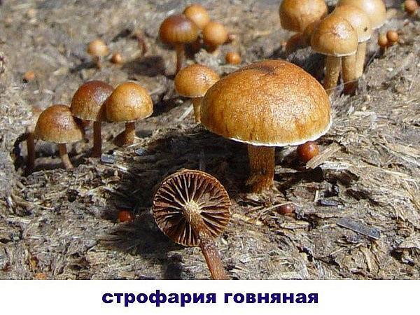 strofaria paska