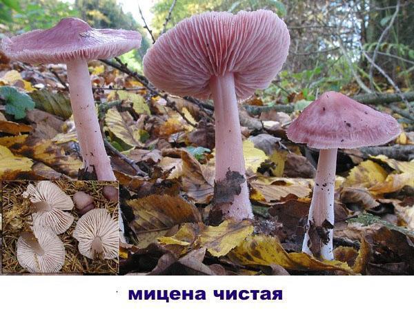puhdas mycena