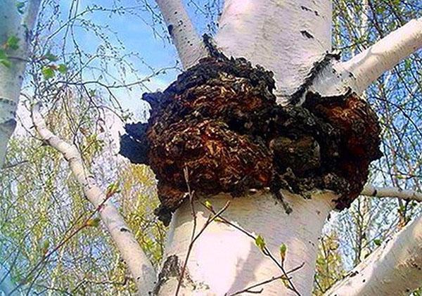 ikuinen chaga-sieni