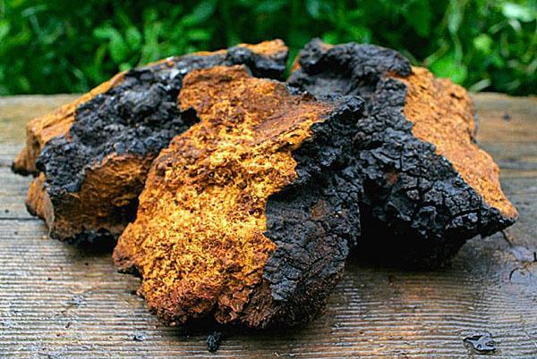 chaga-sienen korjuu