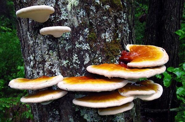 reishi-sieni