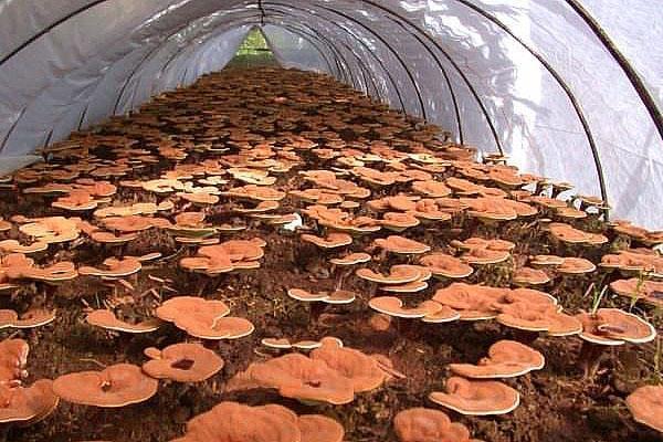 reishi-sieni kasvihuoneessa