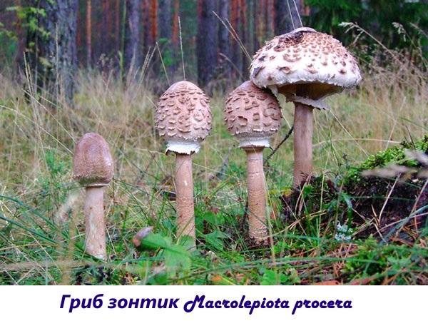 Sienen sateenvarjo Macrolepiota procera