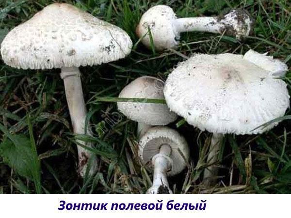 kenttä sateenvarjo valkoinen