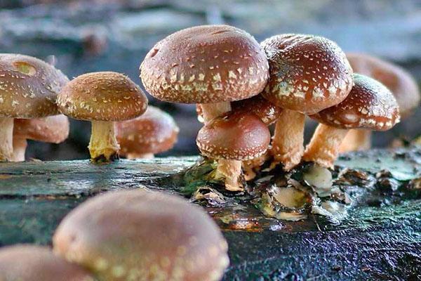 kiinalaiset shiitake-sienet