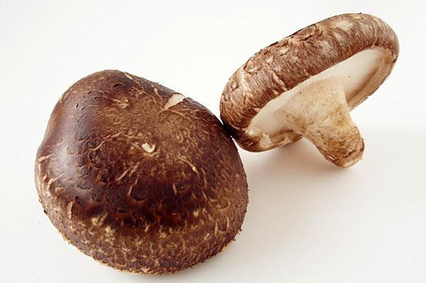puinen terä sieni shiitake