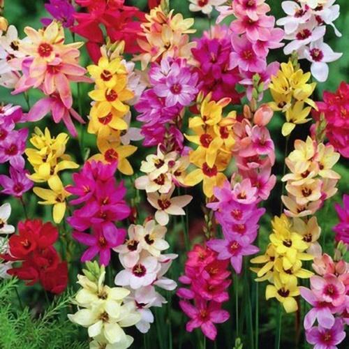 ixia-sekoitus