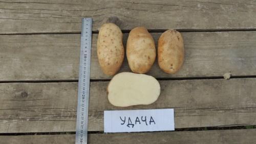 leikatut perunat