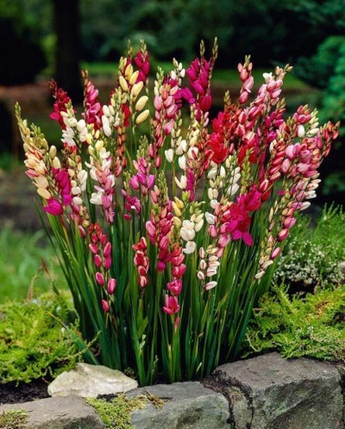 Ixia-pensas