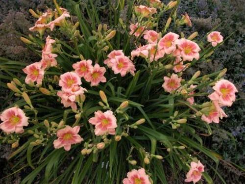 daylily bush