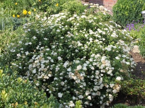 spirea-pensas
