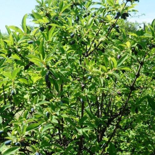 kuusama bush