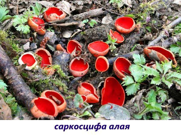 sieni sarkoskooppi