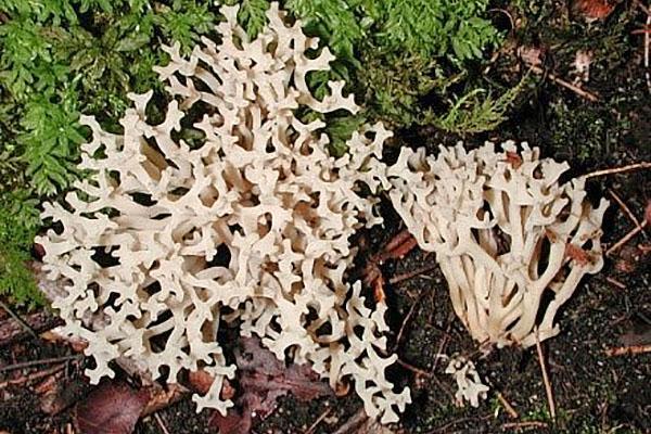 lumivalkoinen clavaria