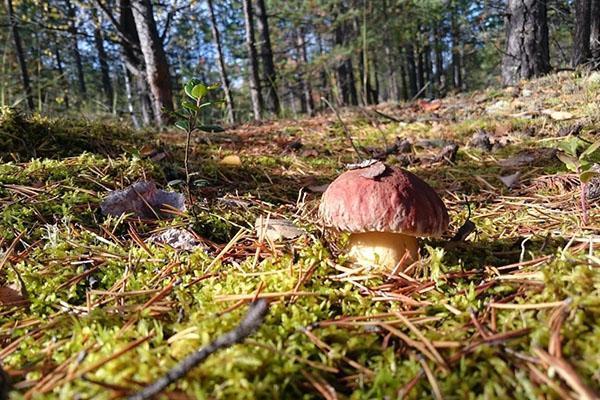 sienet kasvavat metsässä