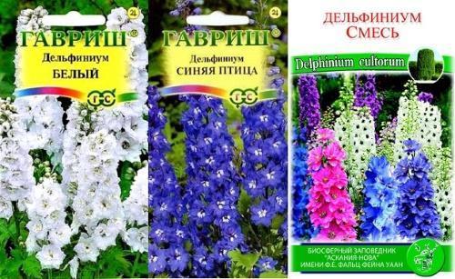 delphinium-siemenet