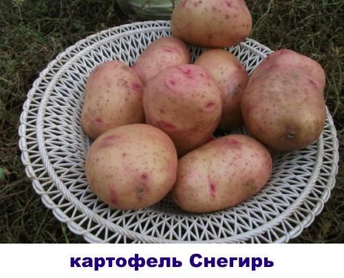 punatulkku