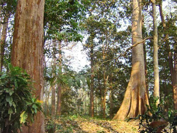 teak luonnossa