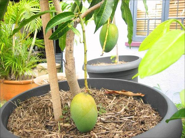 mangopuu ruukussa