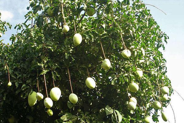 mangopuu Intiassa