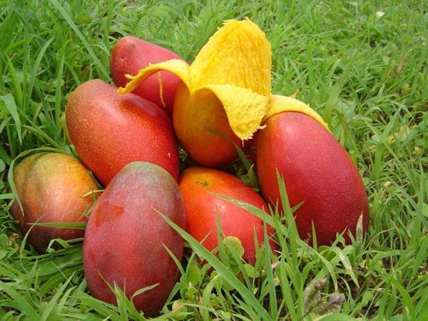 Mango tree at home, how to grow, description, photo, video