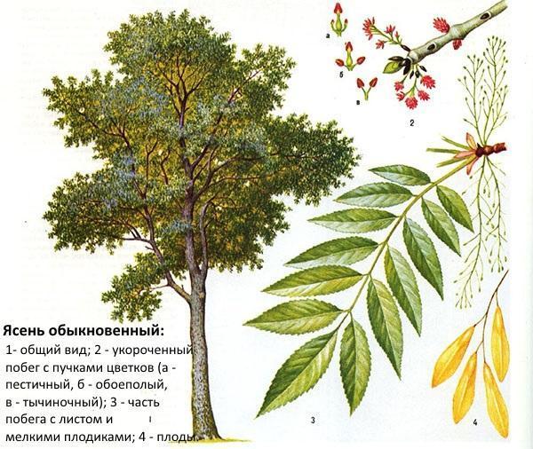 tavallinen tuhka