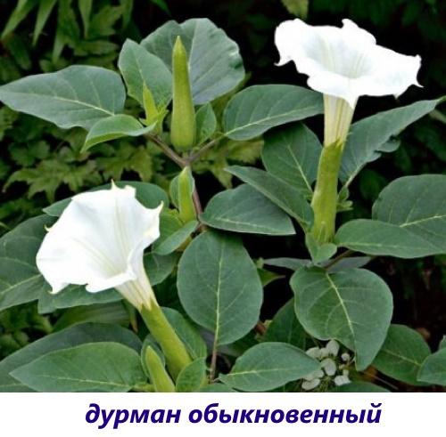 yhteinen huume