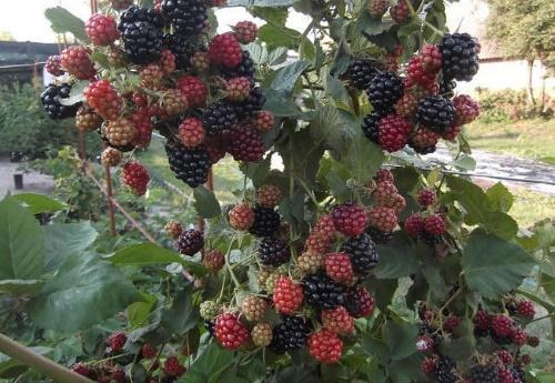 karhunvatukka bush