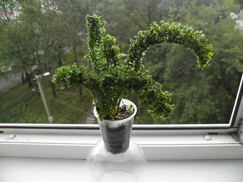 nuori pensas