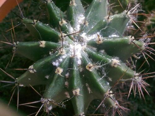 mealybug