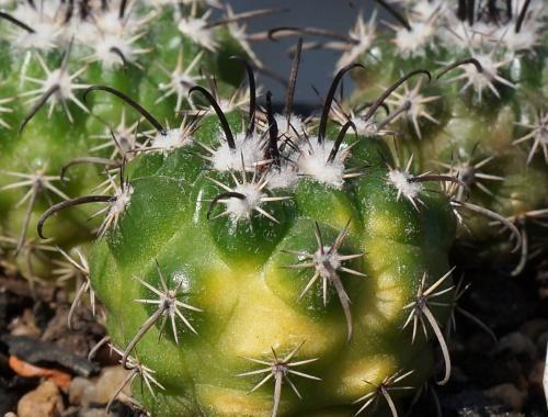 Flecken auf Kakteen: Grnde fr ihr Aussehen, wie man einer Blume hilft,  Video
