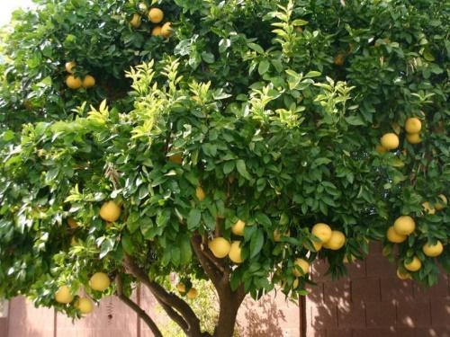 pomelopuu