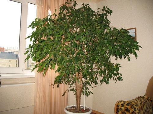ficus huoneessa