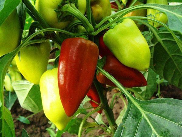 paprika kypsyy