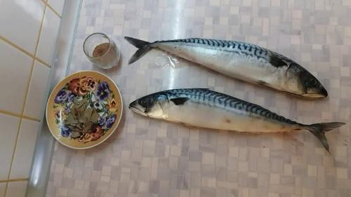 kuinka suolakurkkua
