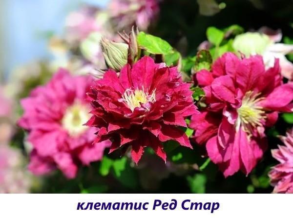 klematis punainen tähti
