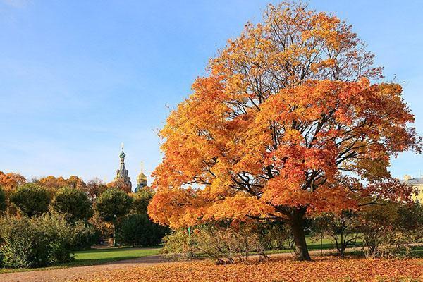 kirkas vaahteranlehti syksyllä