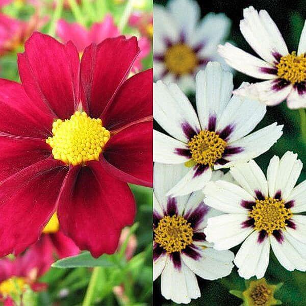 coreopsis puutarhassa