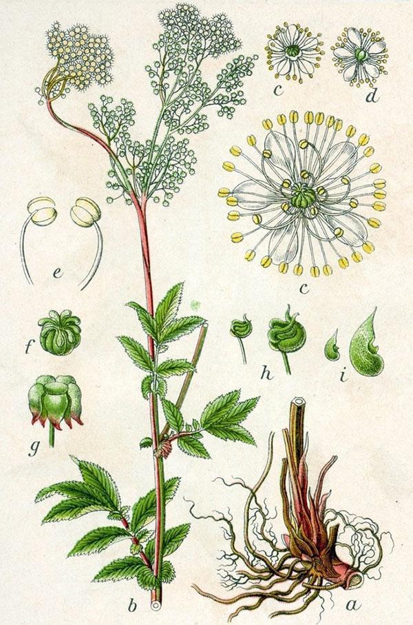 meadowsweet rakenne