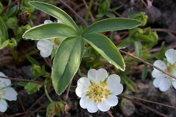 cinquefoil kukkii